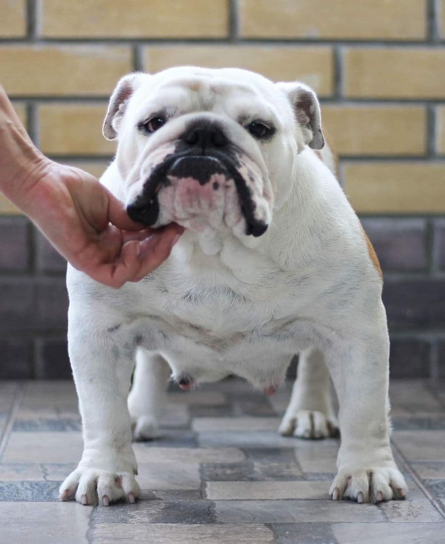 Фото Is My Love Inlay Gold. Источник: BulldogPedigree #100290