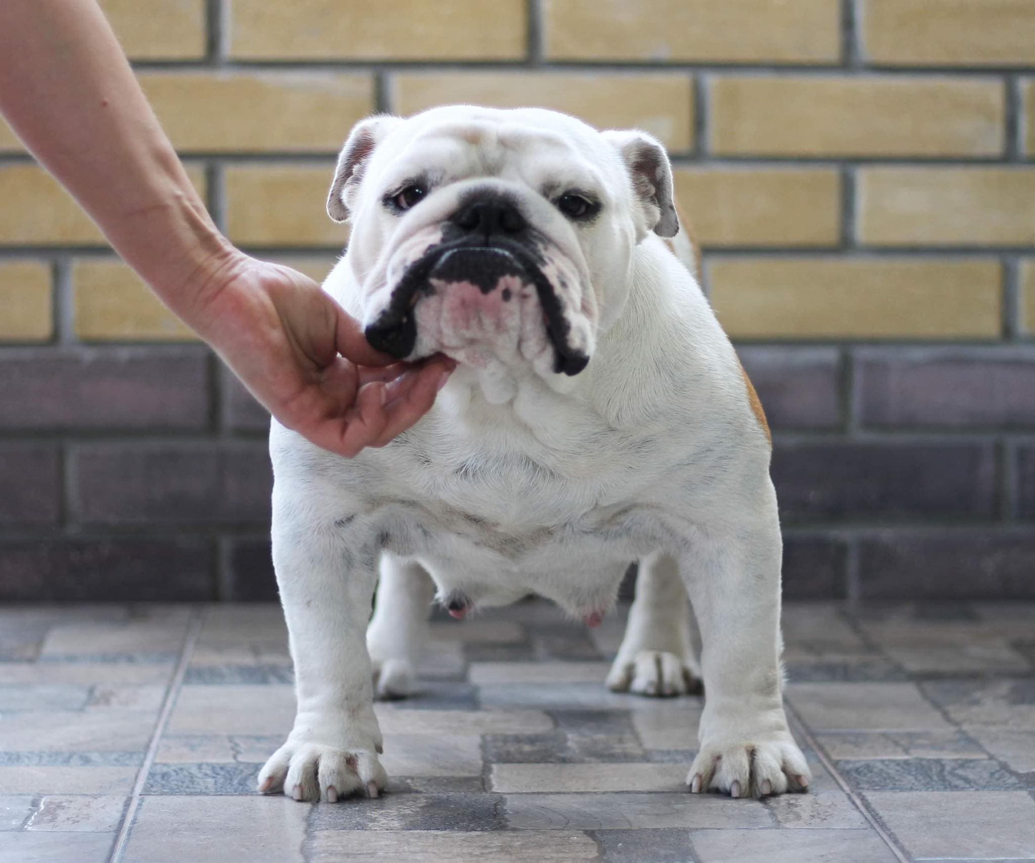 Фото Is My Love Inlay Gold. Источник: BulldogPedigree #100290