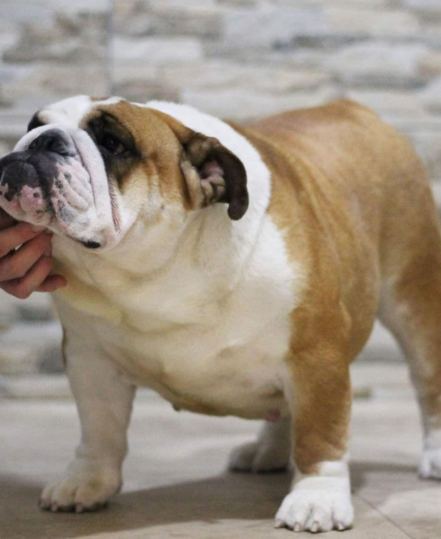 Фото Wiwa Yugos Star. Источник: BulldogPedigree #109940