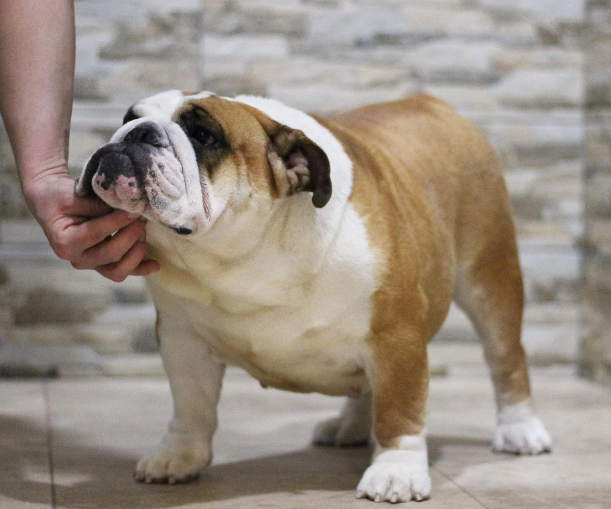 Фото Wiwa Yugos Star. Источник: BulldogPedigree #109940