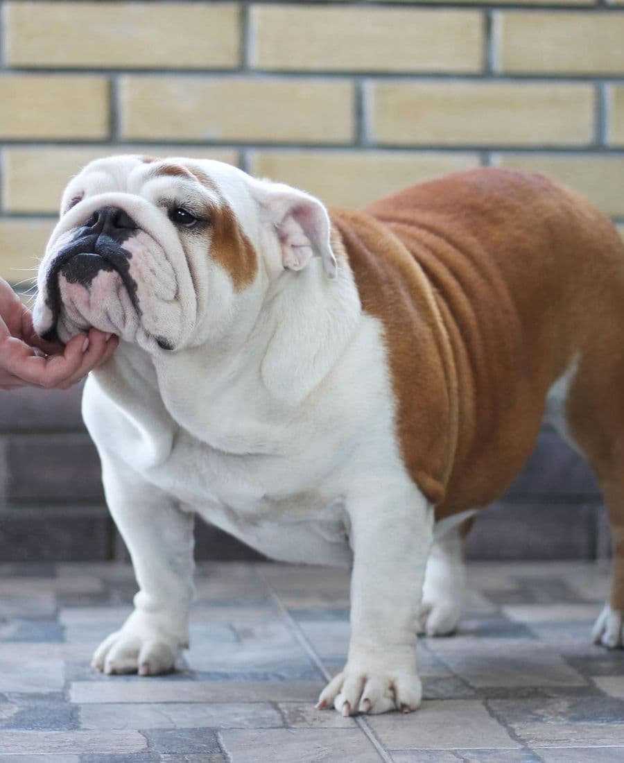 Фото Bohemia Yugos Star. Источник: BulldogPedigree #113849