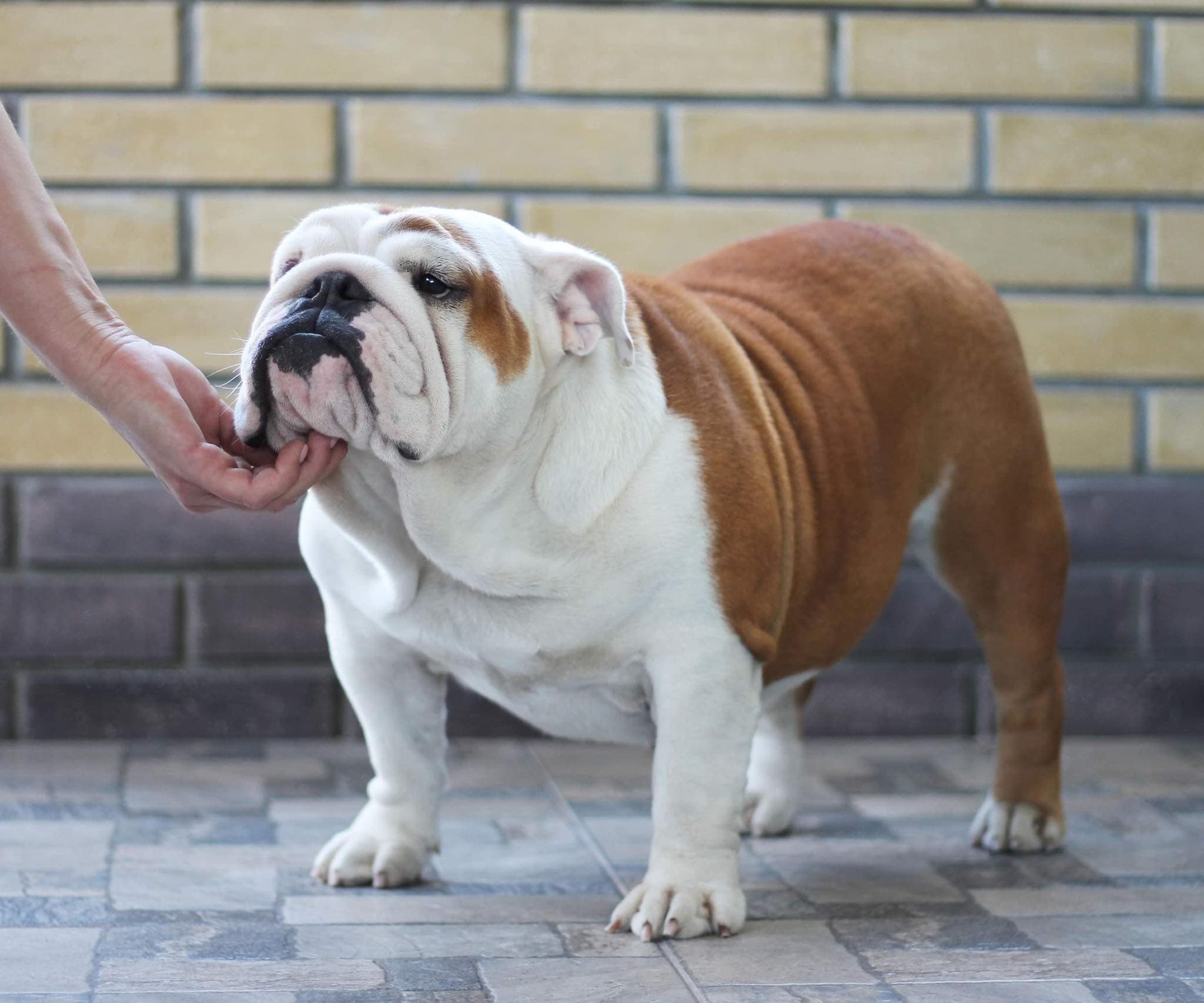 Фото Bohemia Yugos Star. Источник: BulldogPedigree #113849