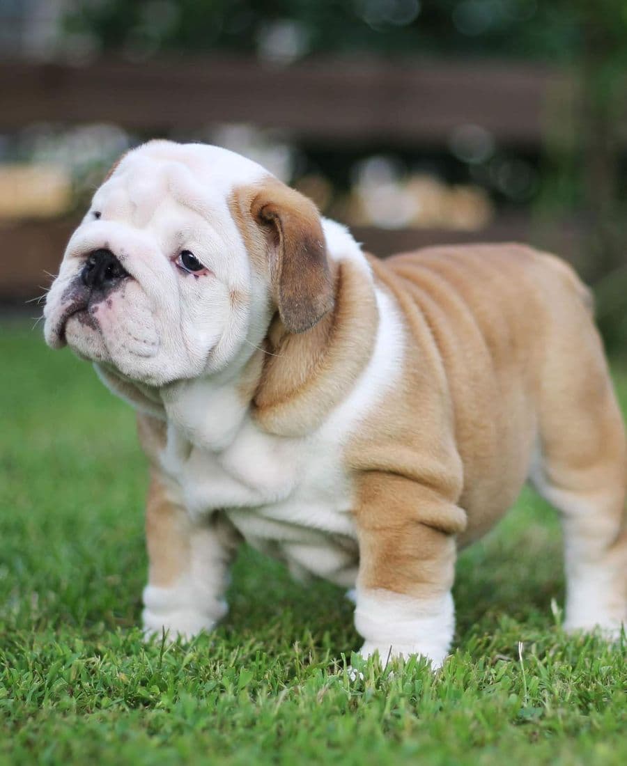 Фото Assol Yugos Star. Источник: BulldogPedigree #113850