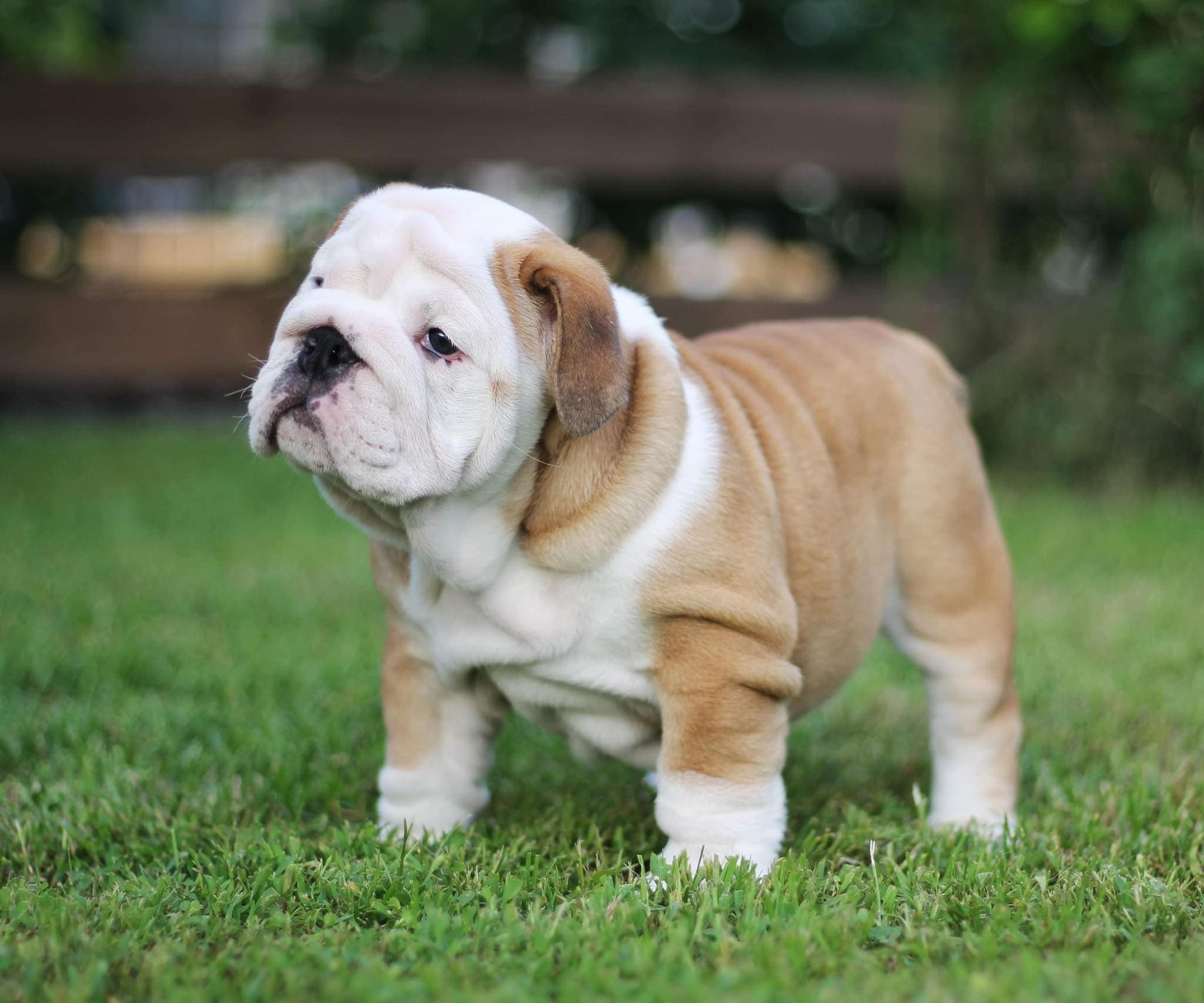 Фото Assol Yugos Star. Источник: BulldogPedigree #113850
