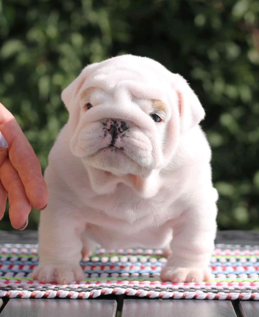 Фото Jackpot Yugos Star. Источник: BulldogPedigree #118762