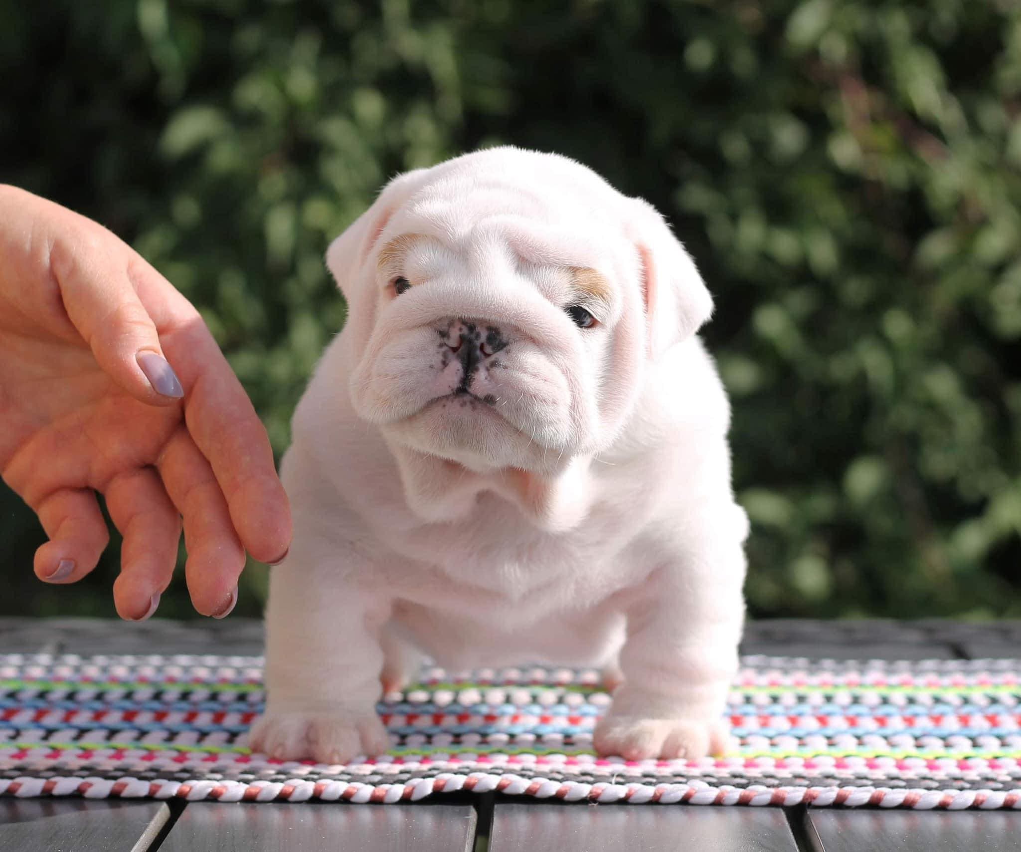 Фото Jackpot Yugos Star. Источник: BulldogPedigree #118762