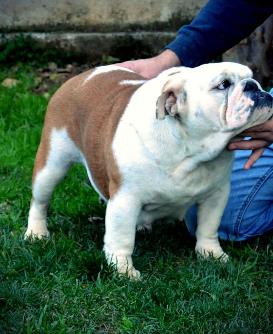 Фото Hermosa Del Boqueron. Джерело: BulldogPedigree #12568