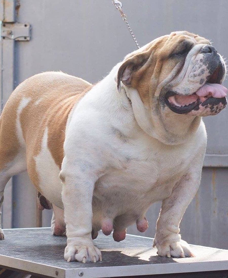 Фото Elwirabulls Honeyed Bun. Джерело: BulldogPedigree #14532