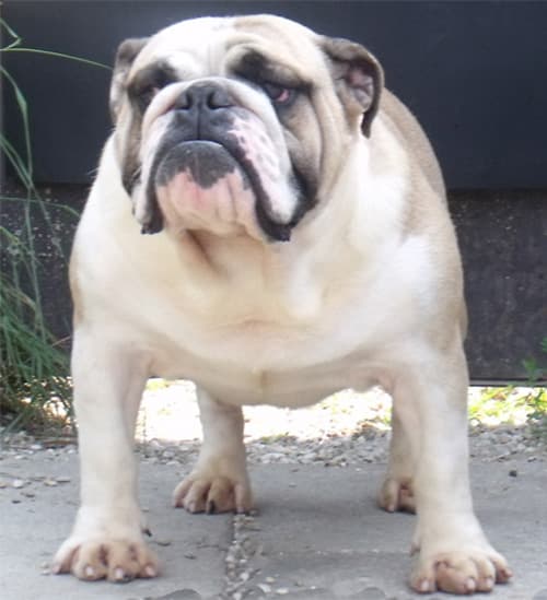 Фото Bomberland Made Silver Ghost. Джерело: BulldogPedigree #17079