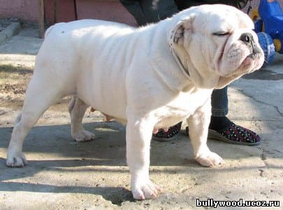 Фото Izolda ( Happy Dogs). Джерело: BulldogPedigree #17831