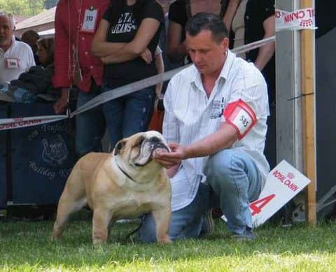 Фото Sotakal Karlos. Джерело: BulldogPedigree #20039