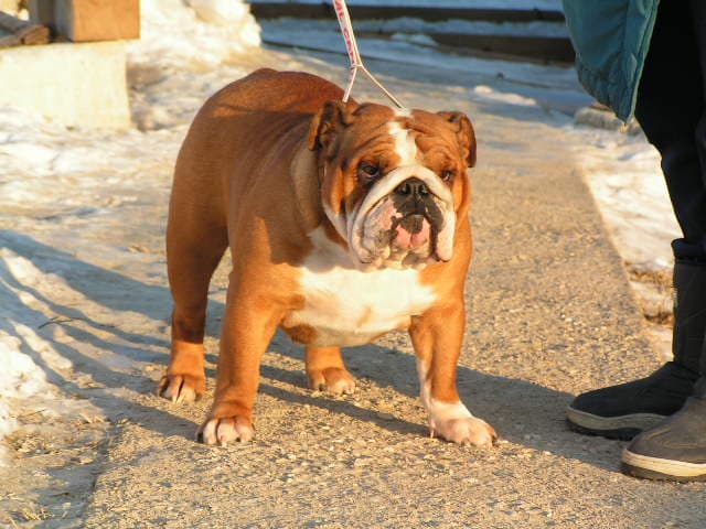Фото Byaka Zabiyaka. Джерело: BulldogPedigree #23404