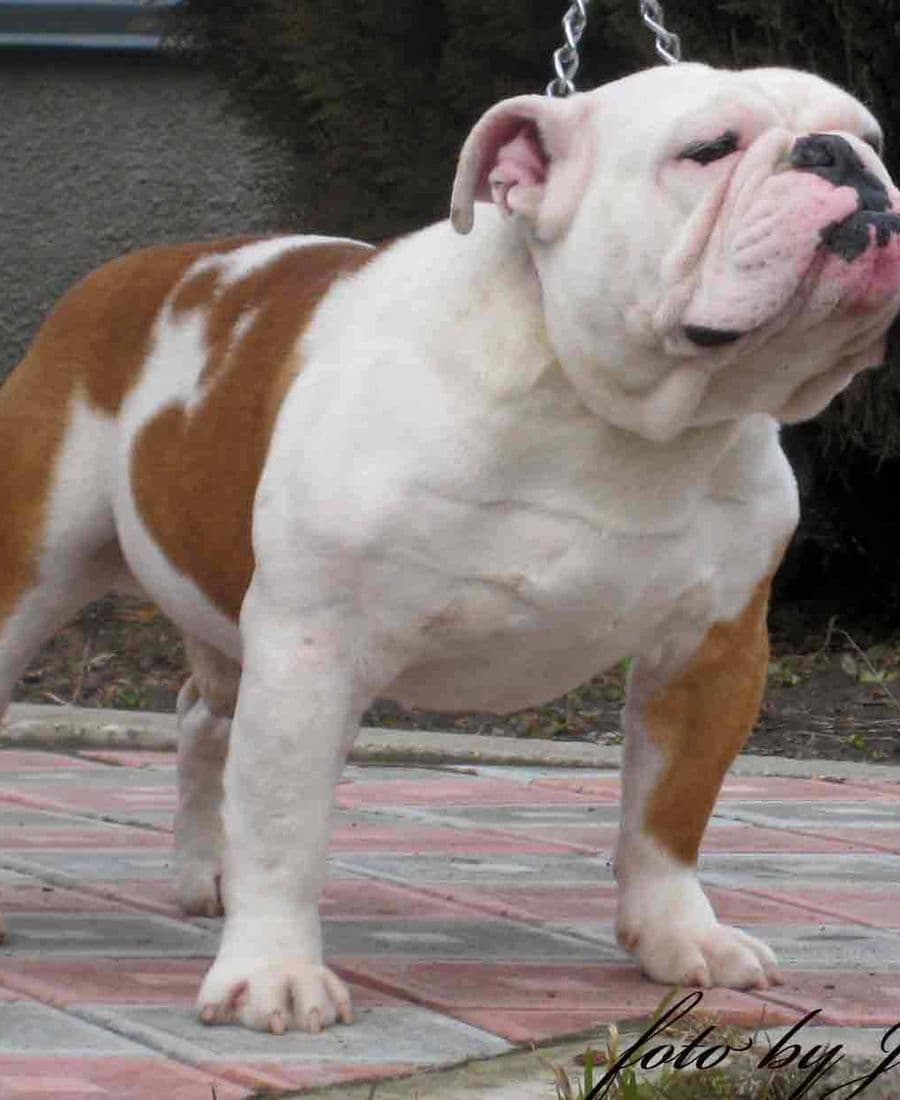 Фото Aleksander. Джерело: BulldogPedigree #23434
