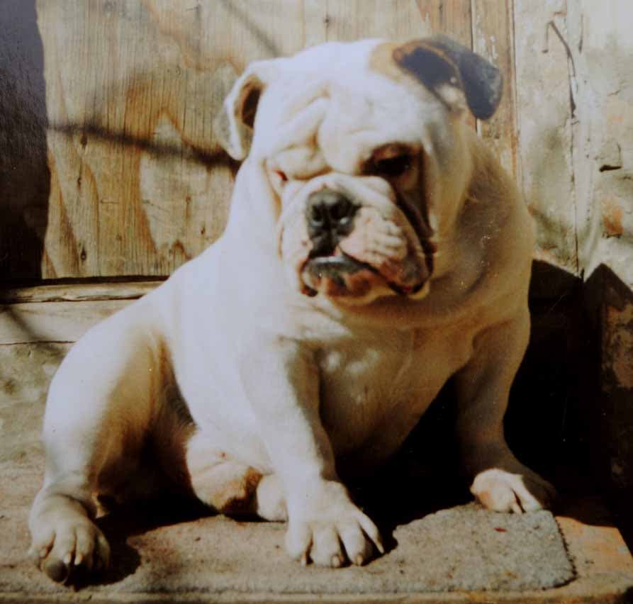 Фото Indas Bensington Bulldogerr. Джерело: BulldogPedigree #23440