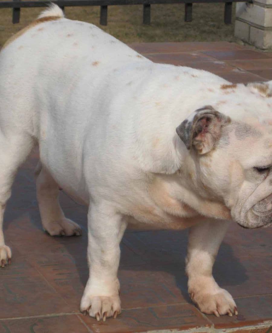 Фото Alyaska. Джерело: BulldogPedigree #23441