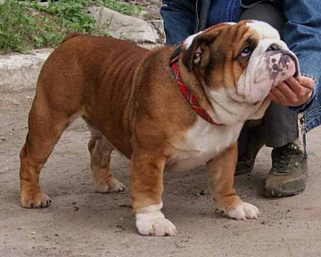 Фото Amarilis Queen Kalif. Джерело: BulldogPedigree #23451