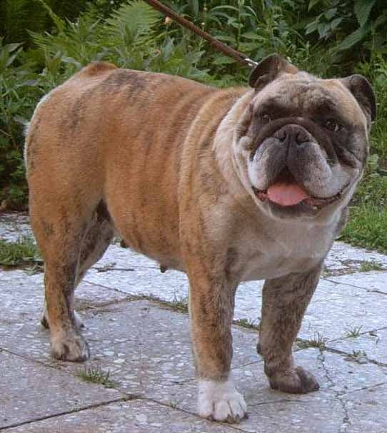 Фото Pompeja. Джерело: BulldogPedigree #23454