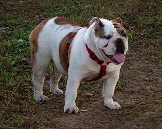Фото Diana Stinki. Джерело: BulldogPedigree #23458