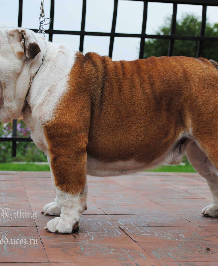 Фото Vilberforst Bertram. Джерело: BulldogPedigree #23459