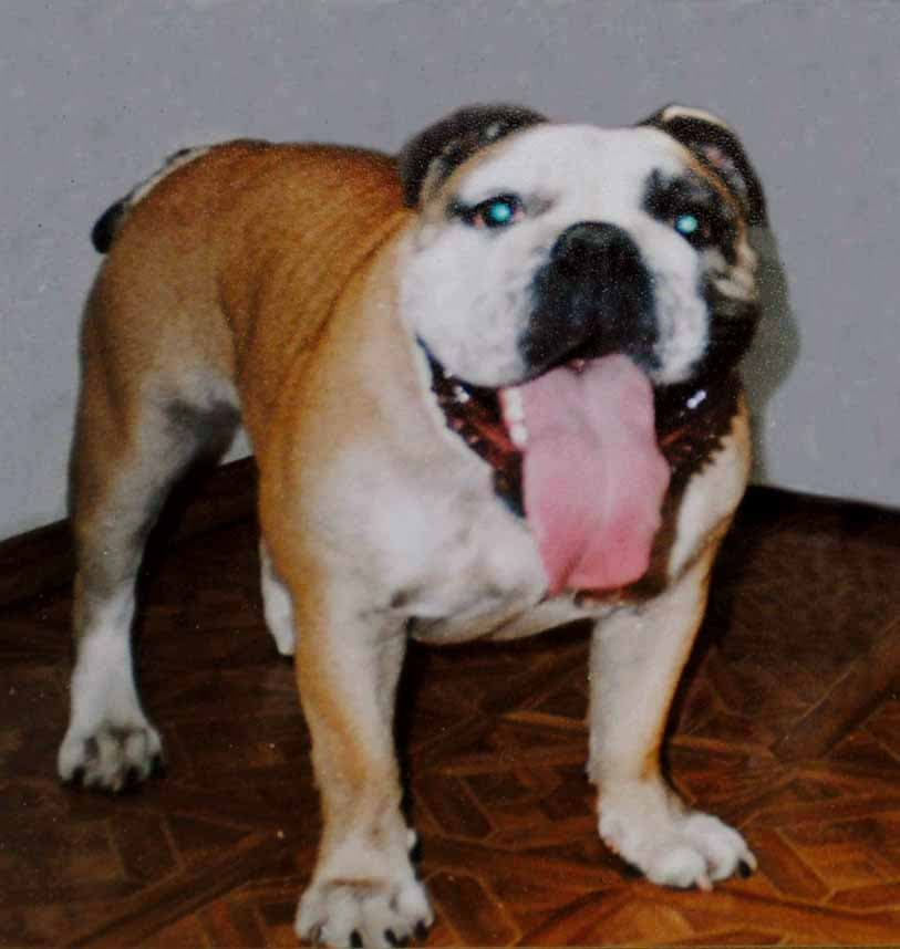 Фото Lionell Siyany. Джерело: BulldogPedigree #23582