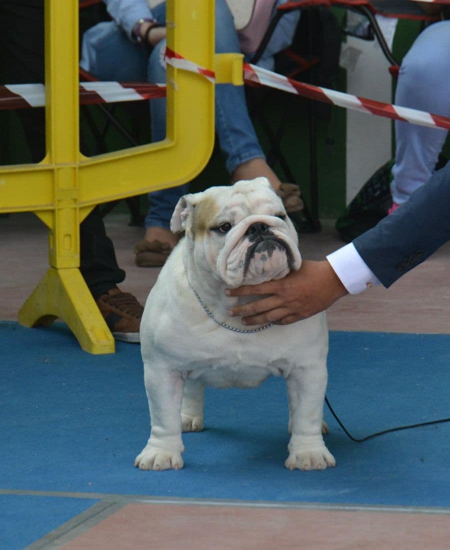 Фото Garcel Bull Constantine. Джерело: BulldogPedigree #27490