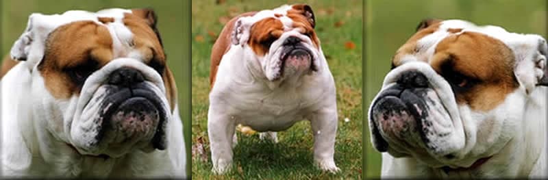 Фото Merriveen Make My Day. Джерело: BulldogPedigree #3