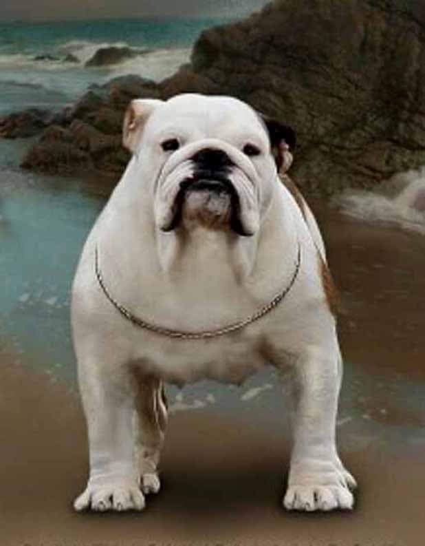 Фото Lemonvom Maggie. Джерело: BulldogPedigree #30575