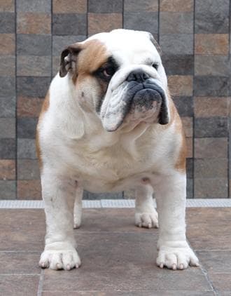 Фото Bullyoyo Lobezno At La Chata. Джерело: BulldogPedigree #3149