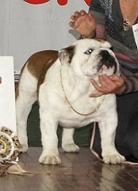 Фото Sotakal Walton. Джерело: BulldogPedigree #33432