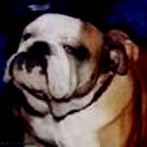Фото Afrodita Gigiya. Джерело: BulldogPedigree #33737