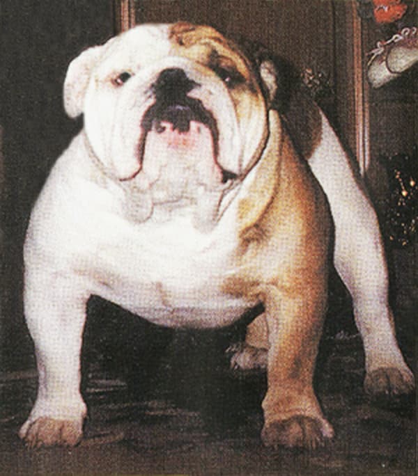 Фото Minos ( Tan Victoria). Джерело: BulldogPedigree #33738