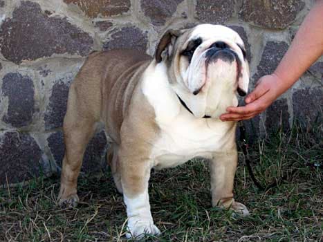 Фото Viking Impire Victory. Джерело: BulldogPedigree #35478