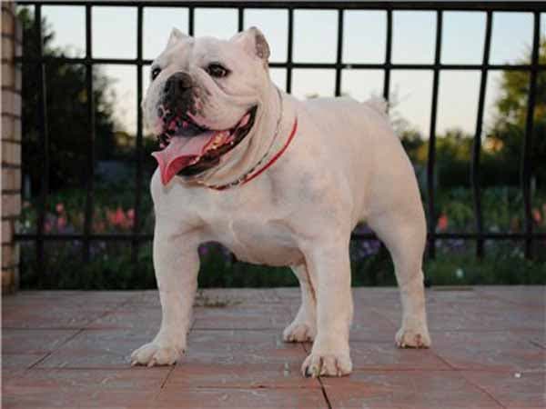 Фото Crystal Arctic Snow. Джерело: BulldogPedigree #39643