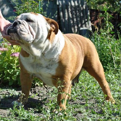 Фото Dzhanga Impire Victory. Джерело: BulldogPedigree #39646