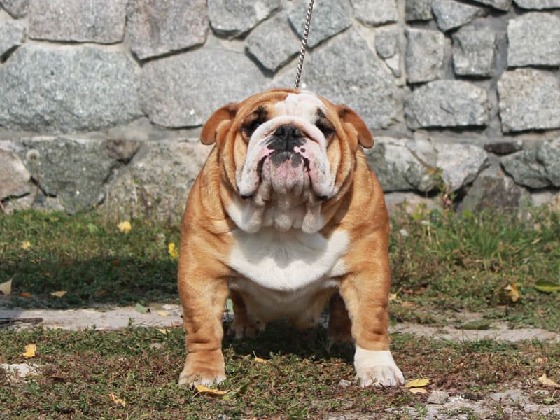 Фото Annabell. Джерело: BulldogPedigree #39647