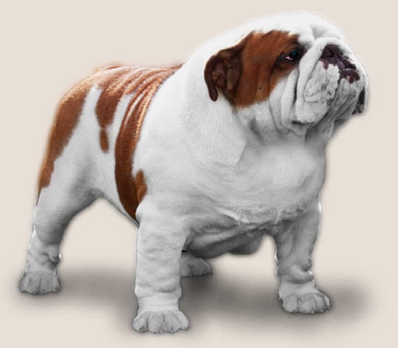 Фото New Style Appears British Hero. Джерело: BulldogPedigree #41947