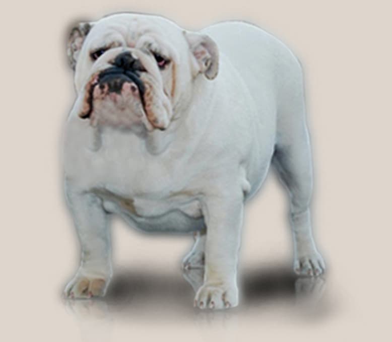 Фото New Style Appears White Angel. Джерело: BulldogPedigree #41949
