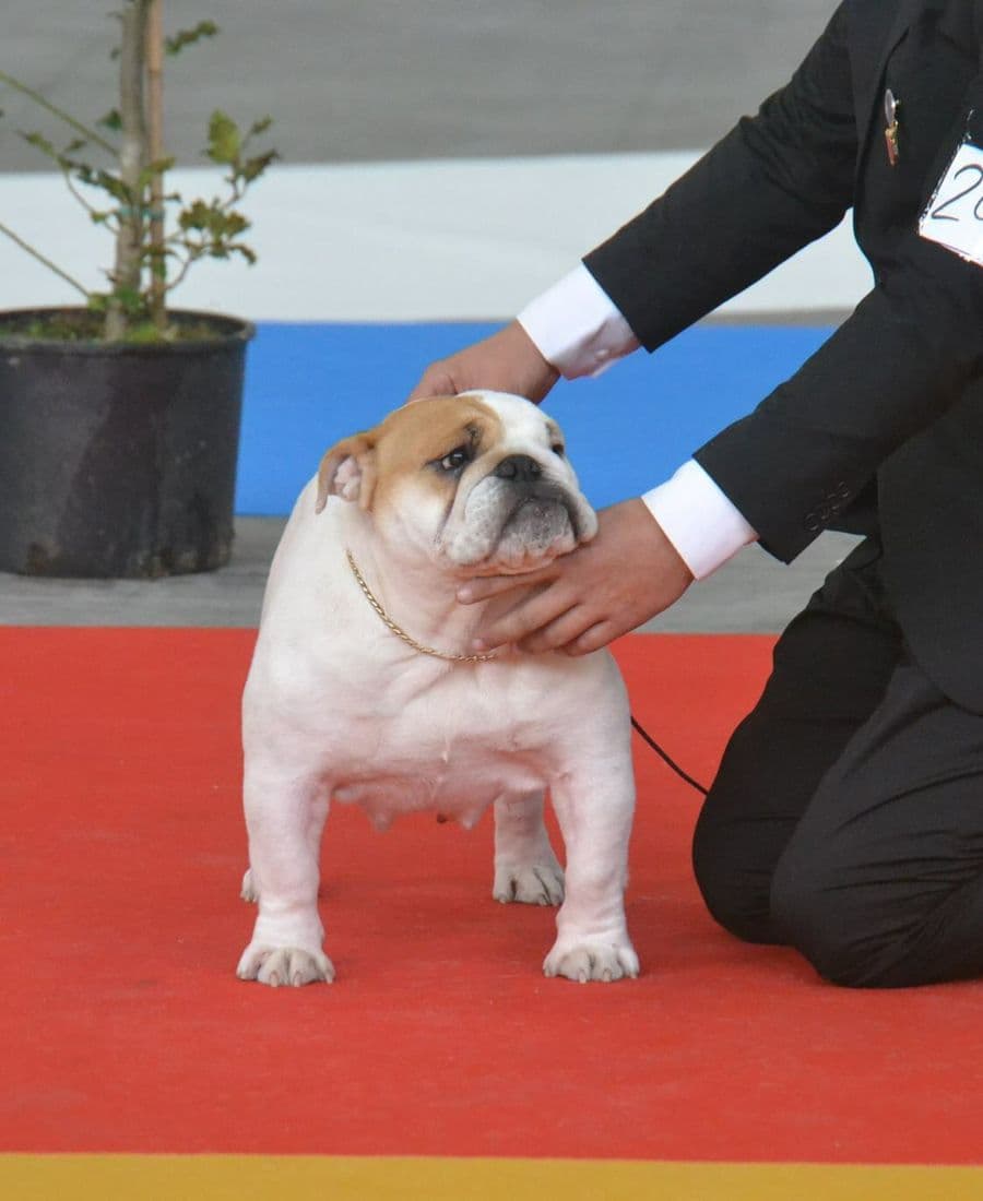 Фото Garcel Bull Jacaranda. Джерело: BulldogPedigree #42785
