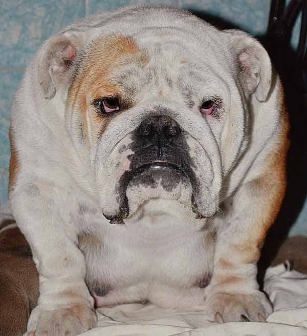 Фото Melaiza Kvens Sanata. Джерело: BulldogPedigree #42959