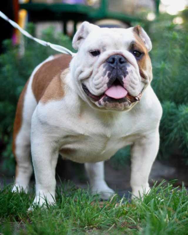 Фото Reaching Dream In Lvovska Sonata. Джерело: BulldogPedigree #42960