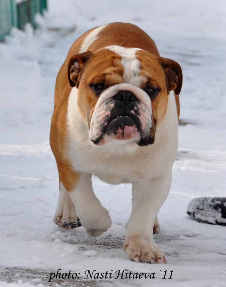 Фото Orfey Lvovska Sonata. Джерело: BulldogPedigree #42961