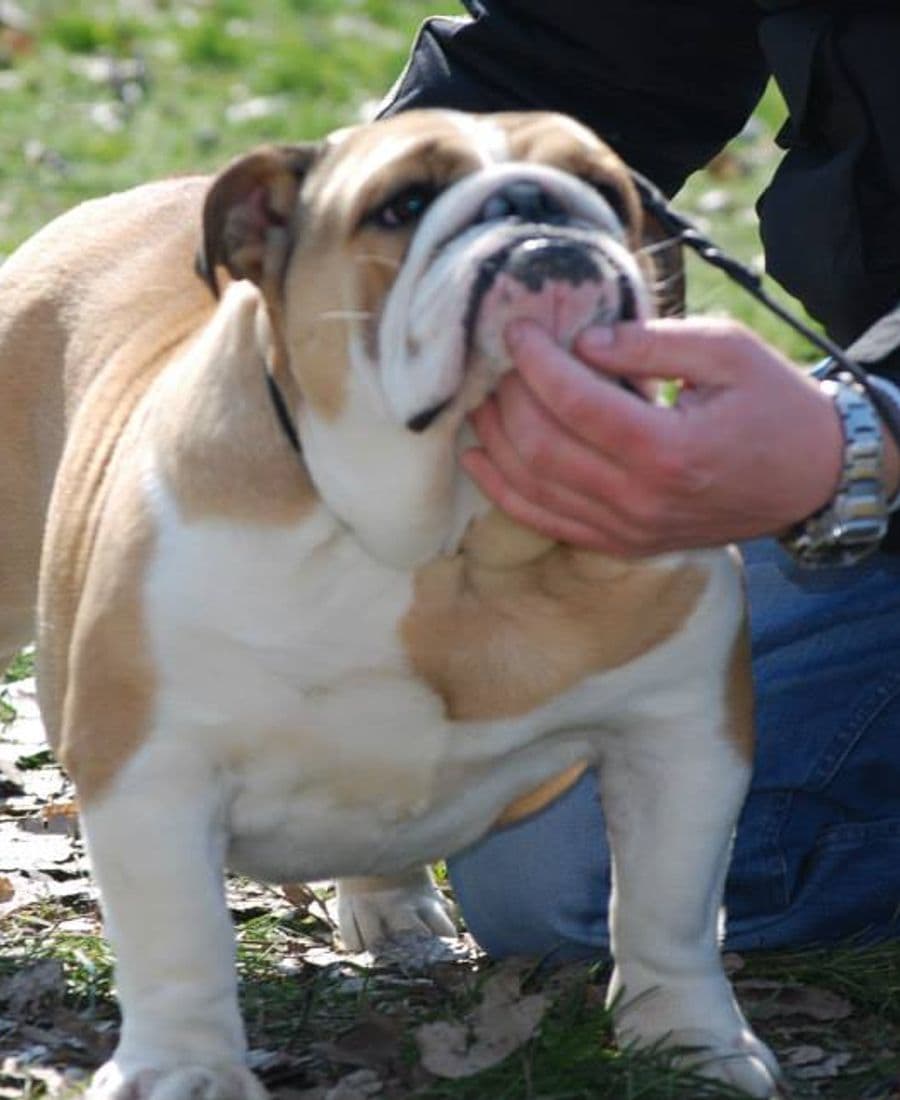Фото Sotakal Faith. Джерело: BulldogPedigree #43069