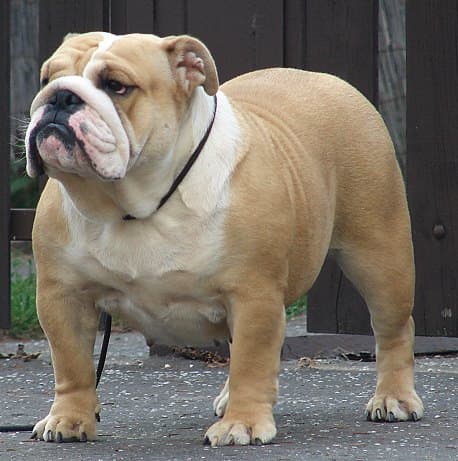 Фото Lion Bulldogs Charlotte. Источник: BulldogPedigree #43414