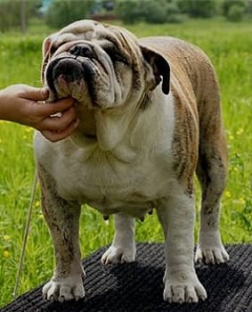 Фото Experimental Behky. Джерело: BulldogPedigree #46359