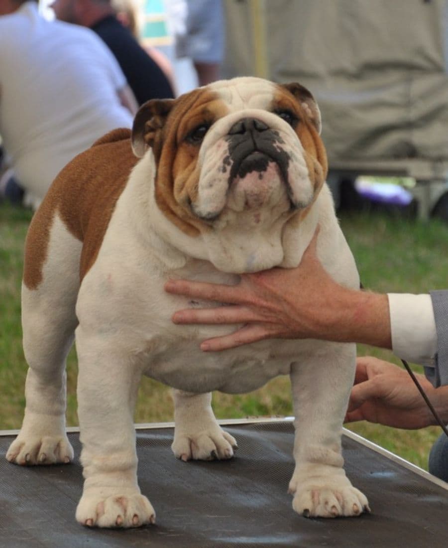 Фото Ricatori King Of Meljane. Джерело: BulldogPedigree #46917