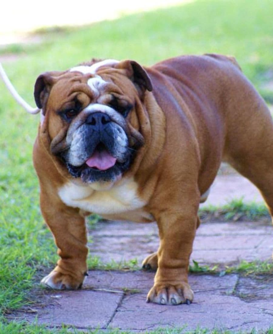 Фото Meljane World War. Джерело: BulldogPedigree #46930