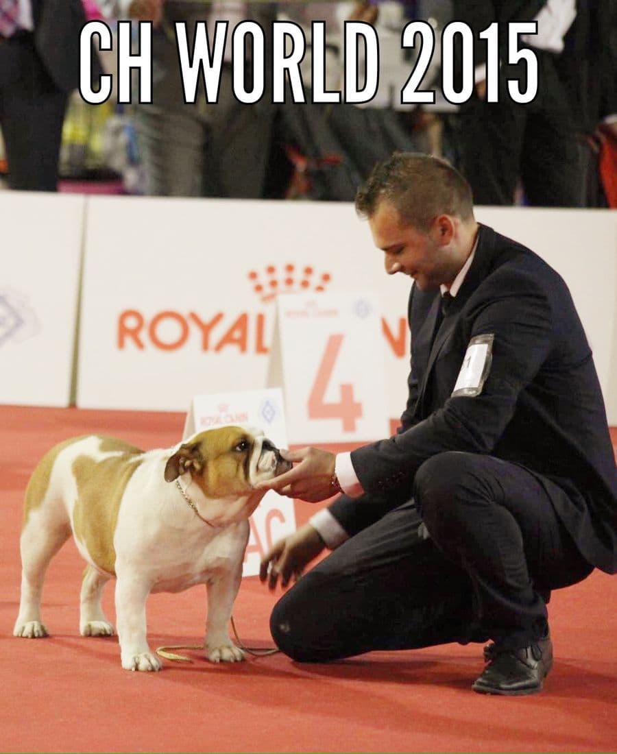 Фото Wanabull Nibbana. Джерело: BulldogPedigree #47727