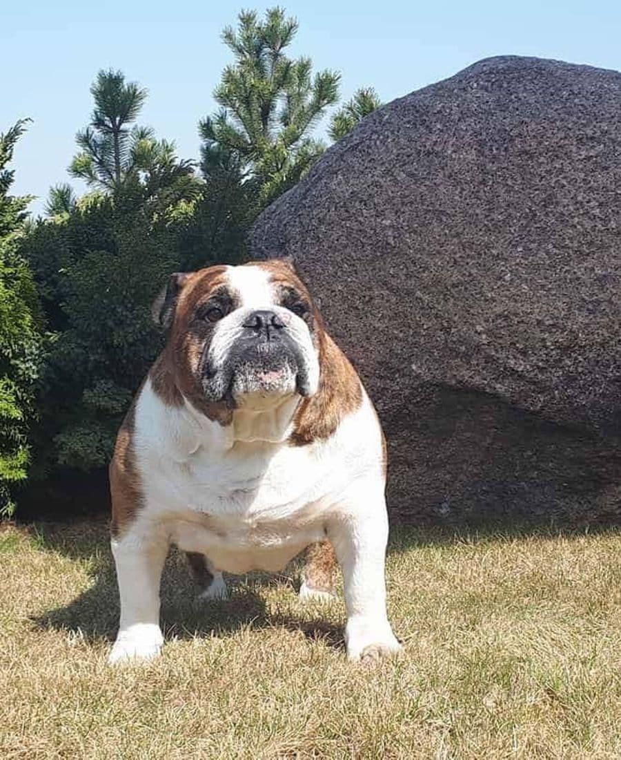 Фото Dalvos Alkasar Leonora. Источник: BulldogPedigree #48022