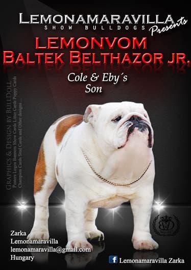 Фото Lemonvom Baltek Belthazor Jr. Джерело: BulldogPedigree #50161