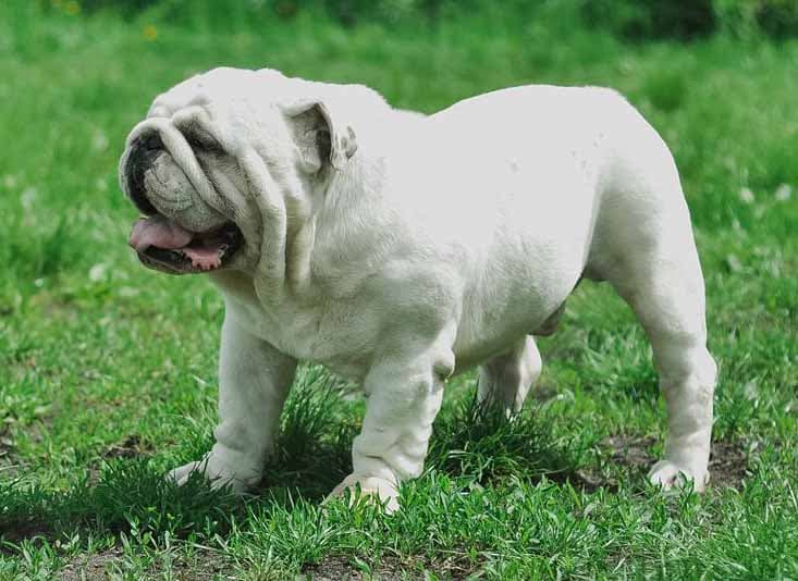 Фото New Style Appears Vogue. Джерело: BulldogPedigree #50238